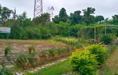 Medicinal_Garden_Photo1